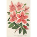 Reproductie van het schilderij Azalea indica hybrida Dieudonné Spae - Charles Antoine Lemaire