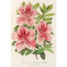 Reproductie van het schilderij Azalea indica hybrida Madame Verschaffelt - Charles Antoine Lemaire