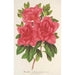 Azalea indica hybrida Madame Wagner - Charles Antoine Lemaire — weergave van het kunstwerk