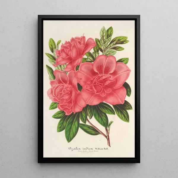 Charles Antoine Lemaire - Azalea indica hybrida William Bull.webp