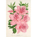 Azalea indica hybrida gigantiflora - Charles Antoine Lemaire — weergave van het kunstwerk