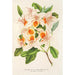 Azalea magnifica - Charles Antoine Lemaire — weergave van het kunstwerk