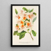 Azalea magnifica - Charles Antoine Lemaire — ingelijst kunstwerk aan de muur