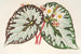 Begonia Charles Wagner - Charles Antoine Lemaire — weergave van het kunstwerk