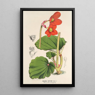 Charles Antoine Lemaire - Begonia Veitchii.webp