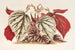 Begonia eximia - Charles Antoine Lemaire — weergave van het kunstwerk
