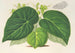 Begonia imperialis var. smaragdina - Charles Antoine Lemaire — weergave van het kunstwerk