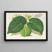 Begonia imperialis var. smaragdina - Charles Antoine Lemaire — ingelijst kunstwerk aan de muur