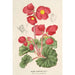 Begonia rosiflora - Charles Antoine Lemaire — weergave van het kunstwerk