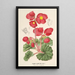 Begonia rosiflora - Charles Antoine Lemaire — ingelijst kunstwerk aan de muur