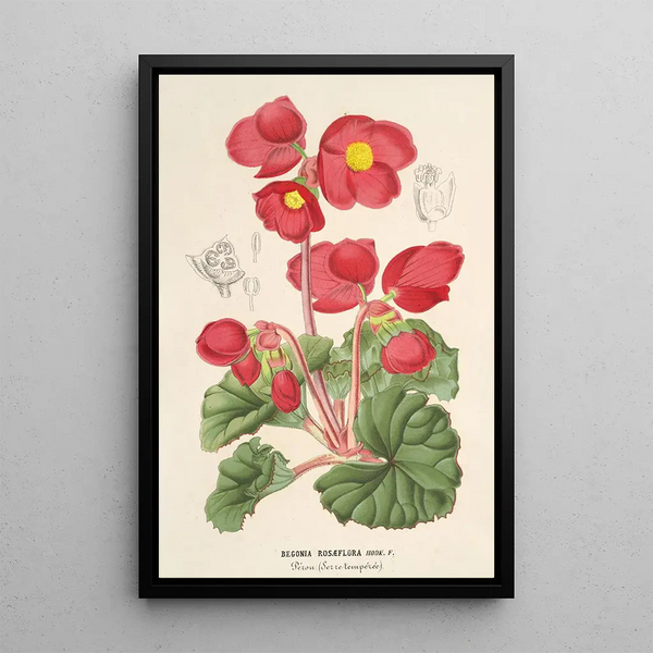 Charles Antoine Lemaire - Begonia rosflora.webp