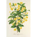 Berberis Hookerii - Charles Antoine Lemaire — weergave van het kunstwerk
