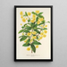 Berberis Hookerii - Charles Antoine Lemaire — ingelijst kunstwerk aan de muur