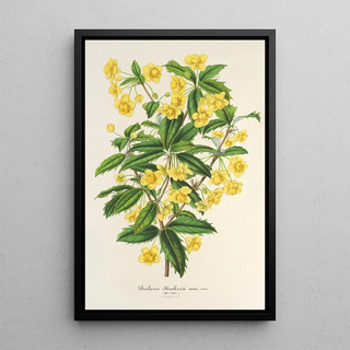 Charles Antoine Lemaire - Berberis Hookerii.webp