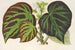 Bégonia Impérialis Type - Charles Antoine Lemaire — weergave van het kunstwerk