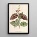 Reproductie van het schilderij Bignonia argyreoviolascens - Charles Antoine Lemaire
