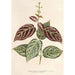 Reproductie van het schilderij Bignonia argyreoviolascens - Charles Antoine Lemaire