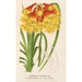 Blandfordia Cunninghamii - Charles Antoine Lemaire — weergave van het kunstwerk