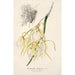 Reproductie van het schilderij Brassavola fragrans - Charles Antoine Lemaire