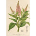 Buddleia curviflora - Charles Antoine Lemaire | Schilderij — weergave van het kunstwerk