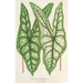 Caladium Belleymei - Charles Antoine Lemaire — weergave van het kunstwerk