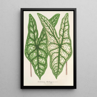 Charles Antoine Lemaire - Caladium Belleymei.webp