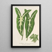 Caladium Lemaireanum - Charles Antoine Lemaire — ingelijst kunstwerk aan de muur