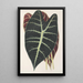 Reproductie van het schilderij Caladium Lowii - Charles Antoine Lemaire
