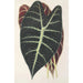 Reproductie van het schilderij Caladium Lowii - Charles Antoine Lemaire