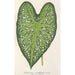 Caladium mirabile - Charles Antoine Lemaire — weergave van het kunstwerk