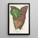 Reproductie van het schilderij Caladium varits - Charles Antoine Lemaire