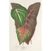 Reproductie van het schilderij Caladium varits - Charles Antoine Lemaire