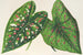 Caladium, nieuwe variëteiten of soorten van - Charles Antoine Lemaire — weergave van het kunstwerk