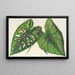 Caladium, nieuwe variëteiten of soorten van - Charles Antoine Lemaire — ingelijst kunstwerk aan de muur