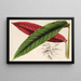 Calathea Maranta nigrocostata - Charles Antoine Lemaire — ingelijst kunstwerk aan de muur