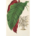 Calathea arrecta - Charles Antoine Lemaire — weergave van het kunstwerk