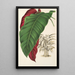 Calathea arrecta - Charles Antoine Lemaire — ingelijst kunstwerk aan de muur