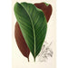 Calathea pacifica - Charles Antoine Lemaire — ingelijst kunstwerk aan de muur