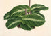 Calathea undulata - Charles Antoine Lemaire — weergave van het kunstwerk