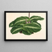 Calathea undulata - Charles Antoine Lemaire — ingelijst kunstwerk aan de muur