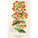 Reproductie van het schilderij Calceolaria pisacomensis - Charles Antoine Lemaire