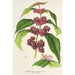 Reproductie van het schilderij Callicarpa purpurea - Charles Antoine Lemaire