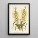 Reproductie van het schilderij Callistemon amnus - Charles Antoine Lemaire