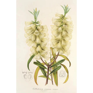 Charles Antoine Lemaire - Callistemon amnus.webp