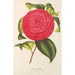Camellia Adriana - Charles Antoine Lemaire — weergave van het kunstwerk