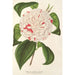Reproductie van het schilderij Camellia Angelo Cocchi - Charles Antoine Lemaire