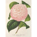 Reproductie van het schilderij Camellia Archiduc Étienne - Charles Antoine Lemaire