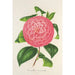 Camellia Baron de Vrière - Charles Antoine Lemaire — weergave van het kunstwerk