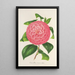 Camellia Baron de Vrière - Charles Antoine Lemaire — ingelijst kunstwerk aan de muur