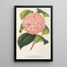 Camellia Bella Romana - Charles Antoine Lemaire — ingelijst kunstwerk aan de muur